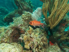 Black Bar Soldierfish IMG 5488